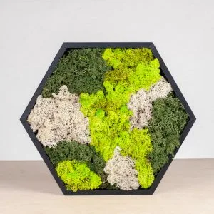 Mosschilerij Hexagon
