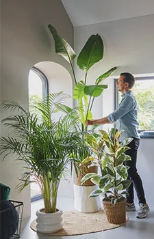 Grote planten