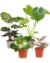 Mini Plantenboxen