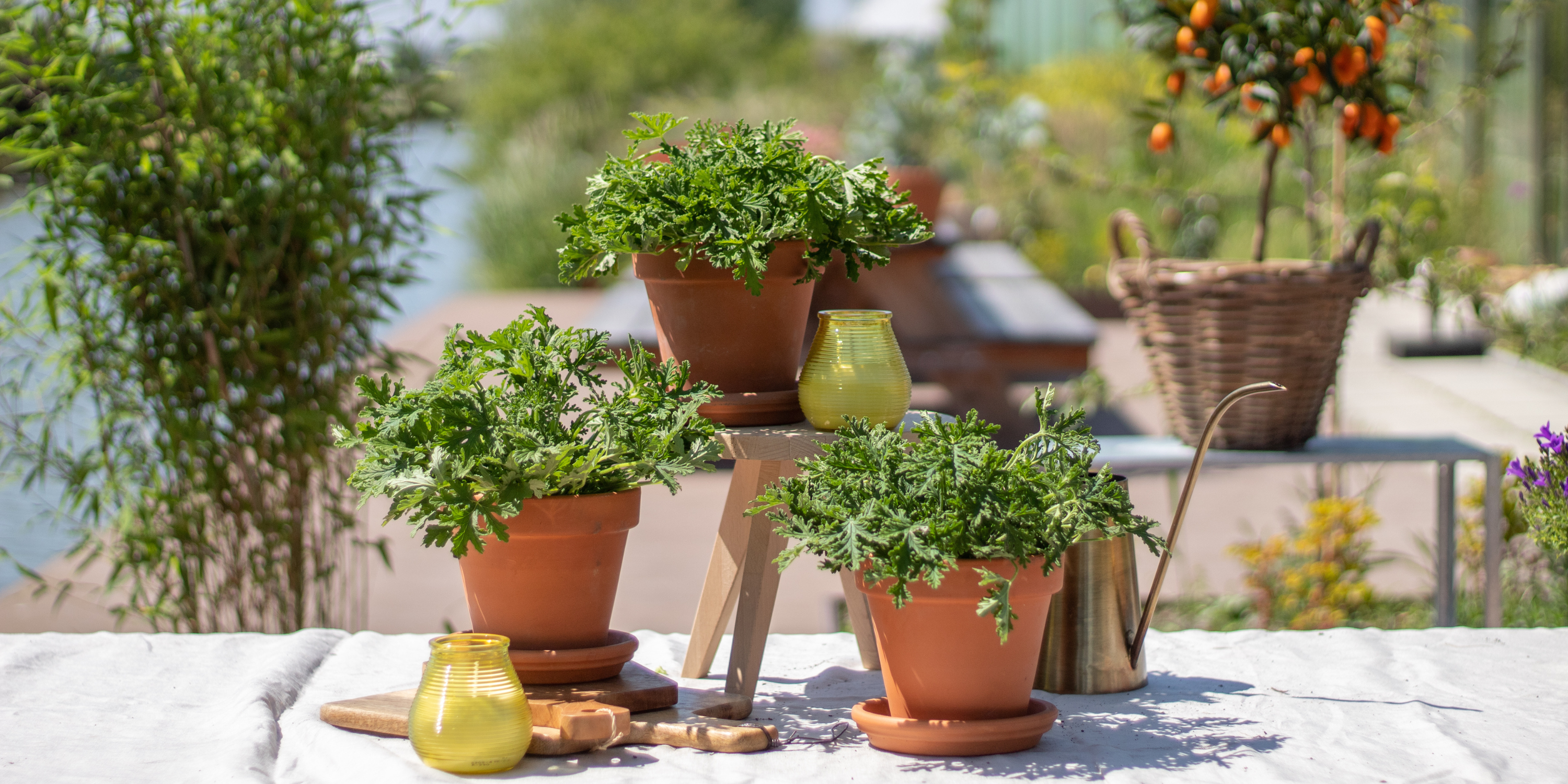 populaire tuinplanten