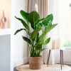 Grote Spathiphyllum
