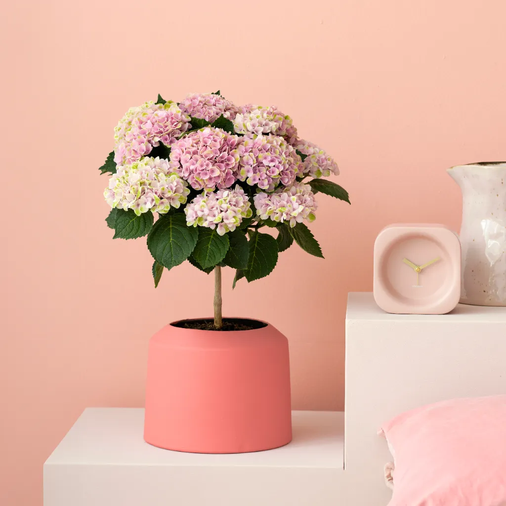 Hortensia Magical op stam (roze) Hydrangea Revolution P14