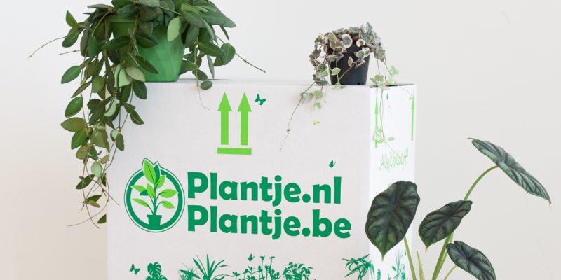 Bijzondere Plantenbox
3 stuks