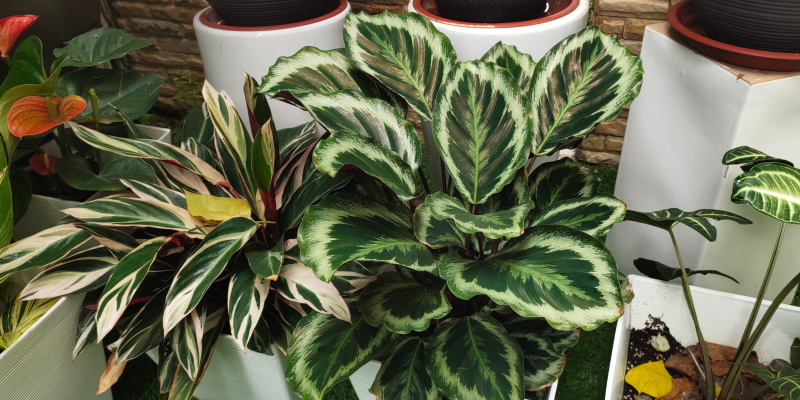 Planten die weinig licht nodig hebben? 8 perfecte planten voor jou!