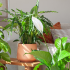 Planten die weinig licht nodig hebben? 8 perfecte planten voor jou!