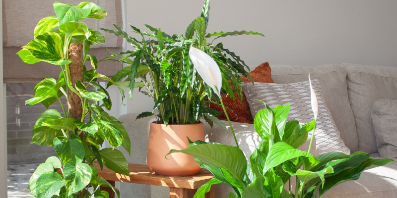 5 luchtzuiverende planten voor de woon- en slaapkamer
