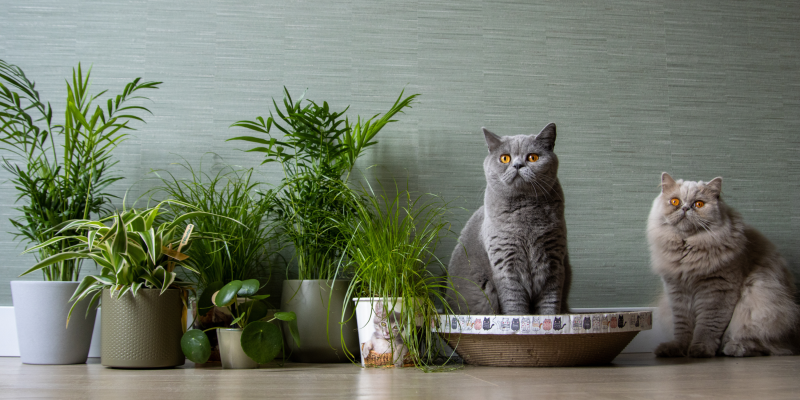 Niet giftige kamerplanten voor katten