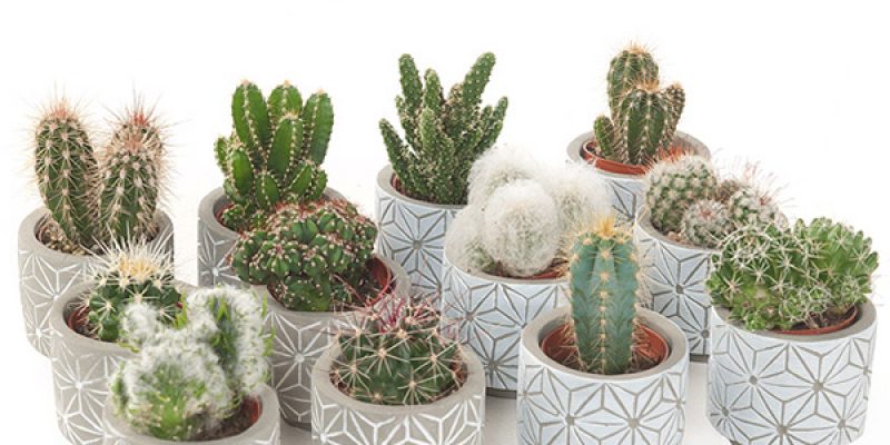 Mini cactus in betonpotje star (12-pack) – P 7 cm
