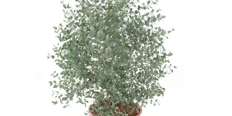 Eucalyptus plant (gomboom) – P 23 cm
