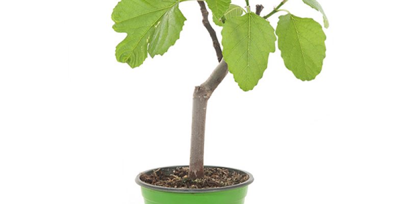 Vijgenboom – Ficus Carica –  P14
