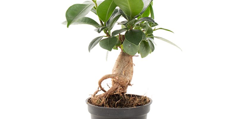 Mini Ficus Ginseng (Microcarpa) – P 6 cm
