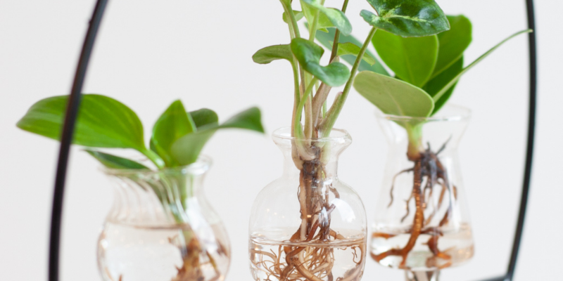 Hydroponie: planten in water stekken of plaatsen | DIY