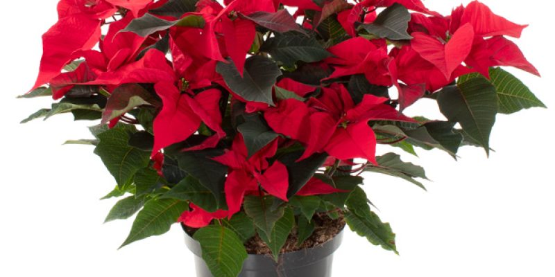 Kerstster plant rood (Poinsettia) – P 21 cm
