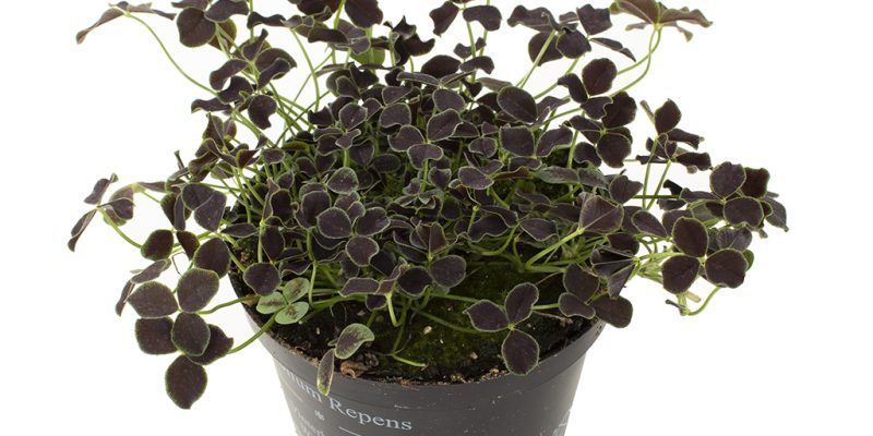 Klaver plantje zwart (Trifolium Repens Pentaphyllum) – P 10 cm
