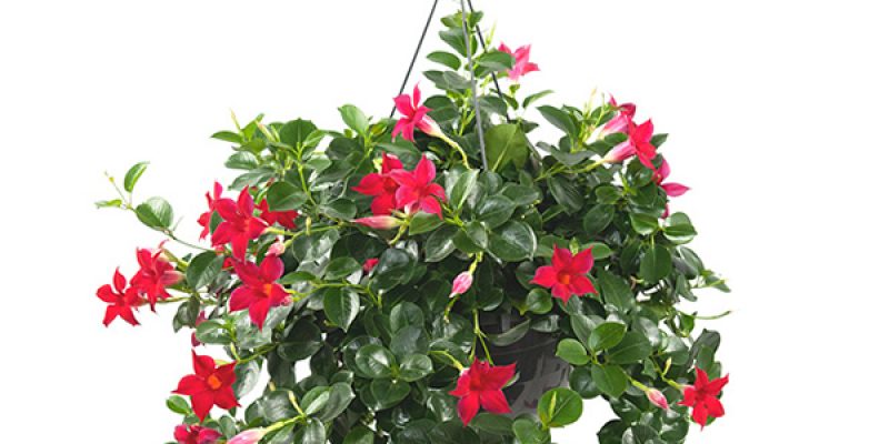 Mandevilla rood (hangplant) – P 26 cm
