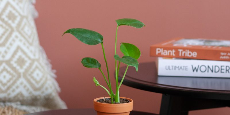 Mini Monstera Deliciosa
Gatenplant