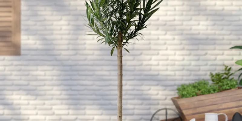 Nerium Oleander op stam
Mediterrane Oleander