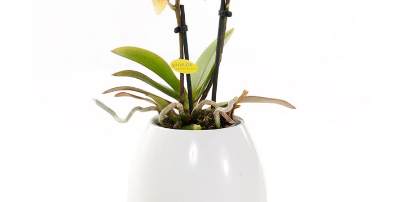 Orchidee mini (inclusief bluetooth muziekbox verwerkt in pot)
