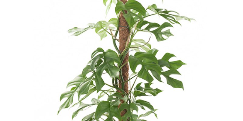 Rhaphidophora Tetrasperma (Monstera Minima) – P 19 cm
