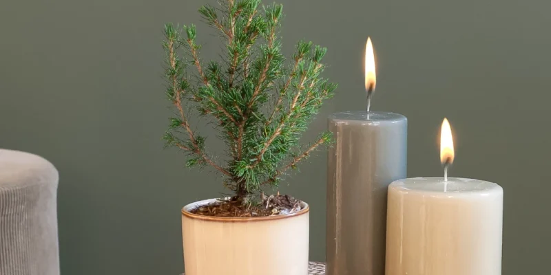 Mini Kerstboom
Picea Glauca Conica