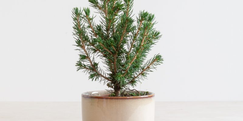 Mini kerstboompje – P 9 cm
