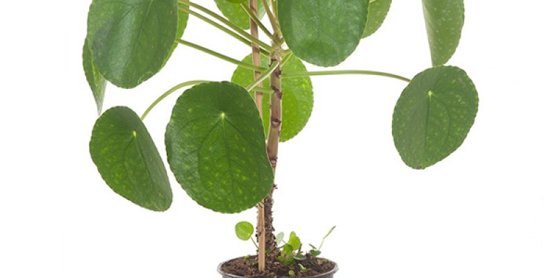 Pannenkoekplant op stam – P 15 cm
