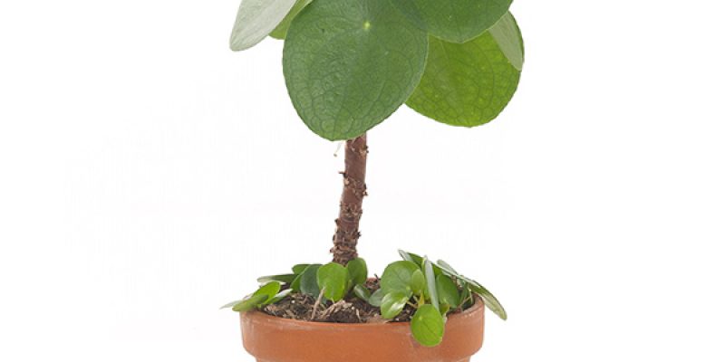 Pannenkoekplant op stam (Pilea Peperomioides) – P 15 cm
