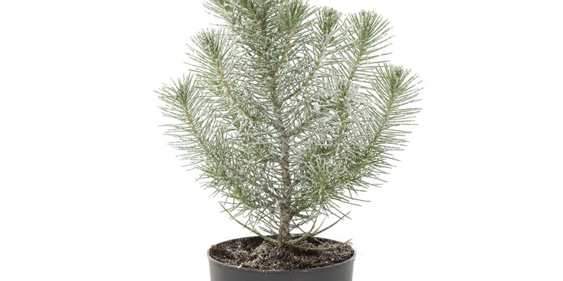 Mini kerstboompje met sneeuw (Pinus Pinea) – P 11 cm
