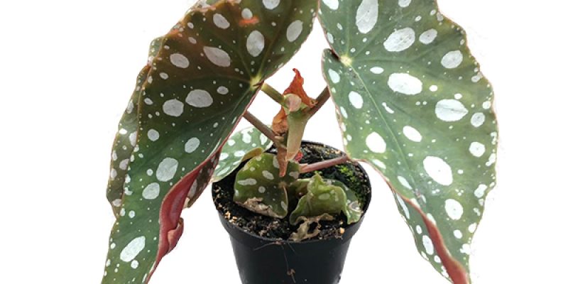 Mini Begonia Maculata (stippenplant) – P 6 cm
