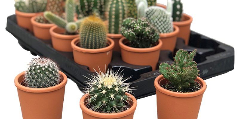 Mini Cactus in Terracotta (20-pack)
