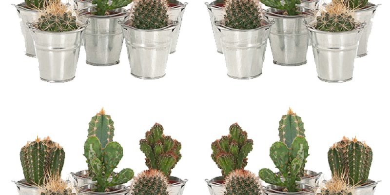 Mini Cactusjes 20-pack (in zinken emmertje) – P 6
