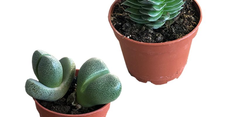 Mini plant 2-pack (Crassula buddha temple & Lithops)
