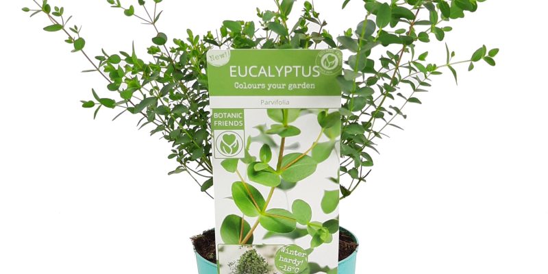 Eucalyptus parvifolia
Gomboom