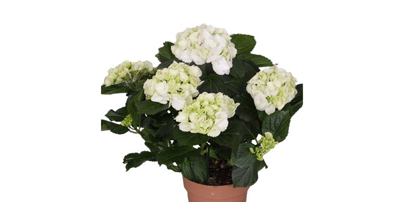 Witte hortensia P 14 cm

