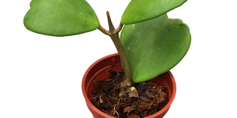 Hoya Kerrii (Hartjesplant) – P 8 cm
