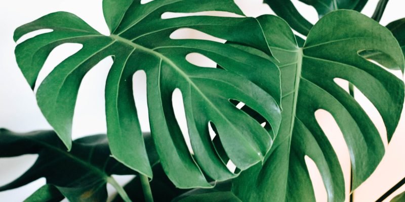 De Monstera Deliciosa: groot, groen en gewild!