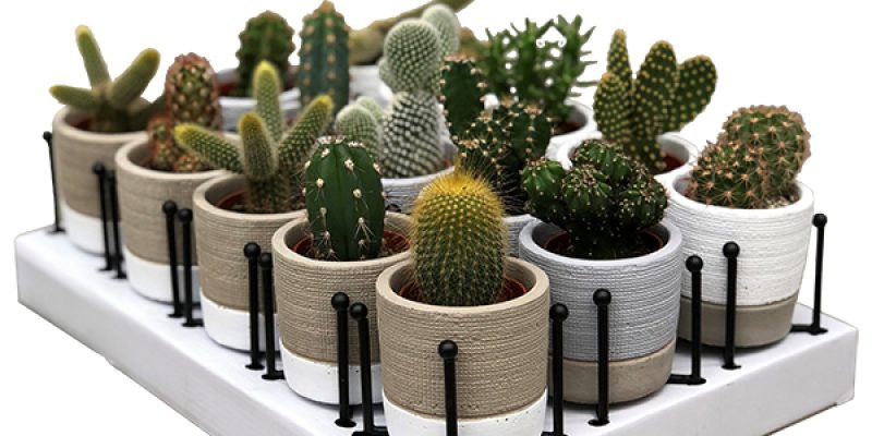 Mini Cactus ‘Fashion’ sierpot + staander (15-pack)

