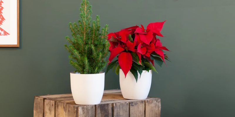 Kerstplantjes duo 🎄
Kerstster & Kerstboompje