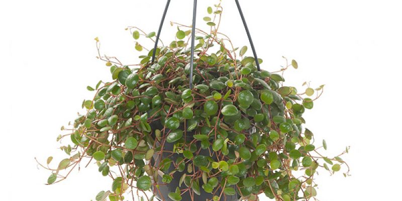 Peperomia Pepperspot ‘Green Coins’ – P 15 cm
