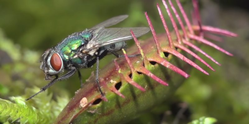 De beste indoor planten tegen muggen en vliegen
