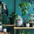 Zeven tips om je kamerplanten duurzaam te verzorgen