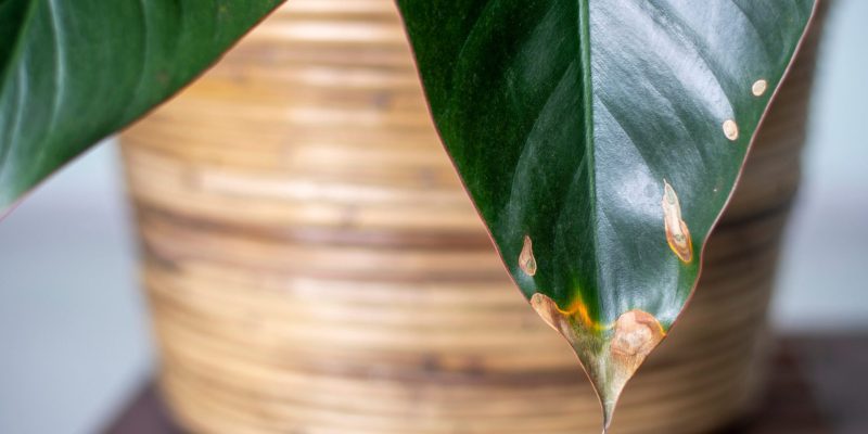 Bruine randen aan de bladeren van jouw plant? Zo los je het op!