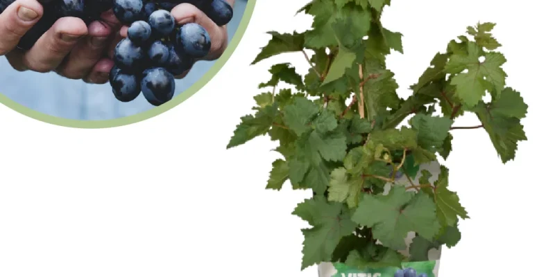 Vitis Pixie Pinot Noir
Druivenplant