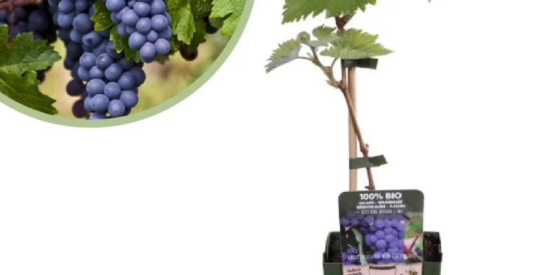Vitis vinifera Boskoop Glory
Blauwe druivenplant