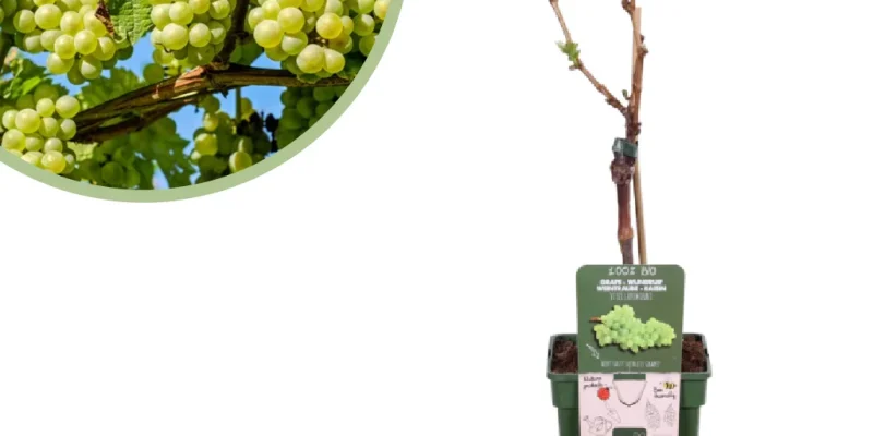 Vitis vinifera Lakemont (geënt)
Pitloze Witte Druivenplant Bio