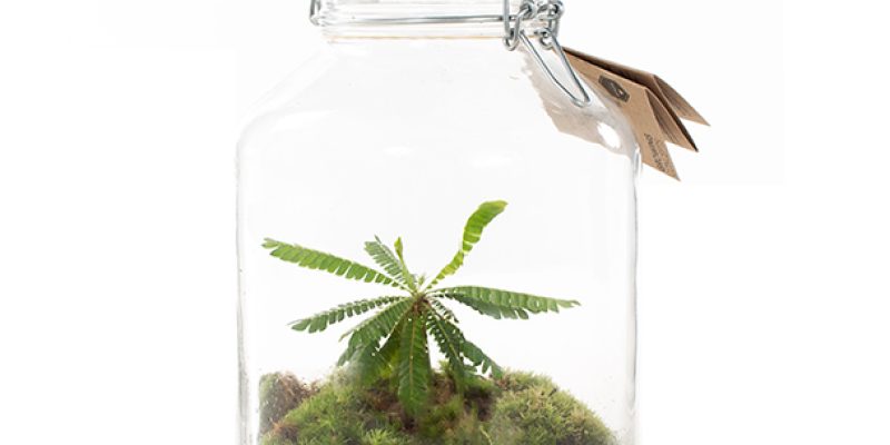 Ecosysteem mini palm weckpot (DIY)
