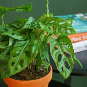 Monstera Adansonii