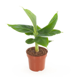bananenplantje