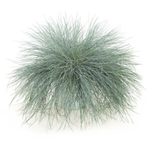 Festuca intense blue