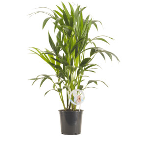 Kentia palm